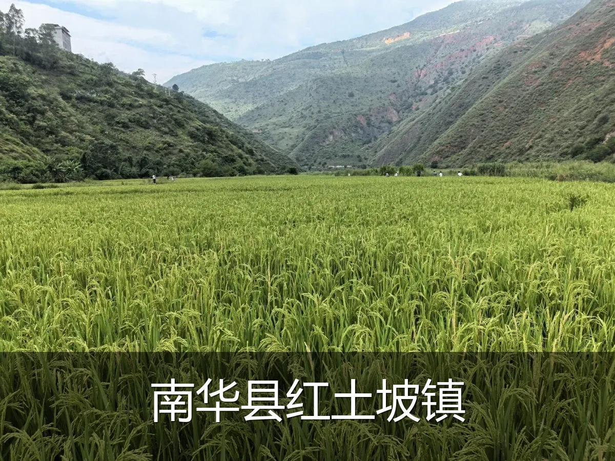 南华县红土坡镇